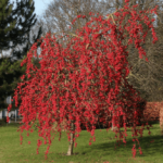 21 Hermosos Manzanos Florales Ideales para tu Jardín