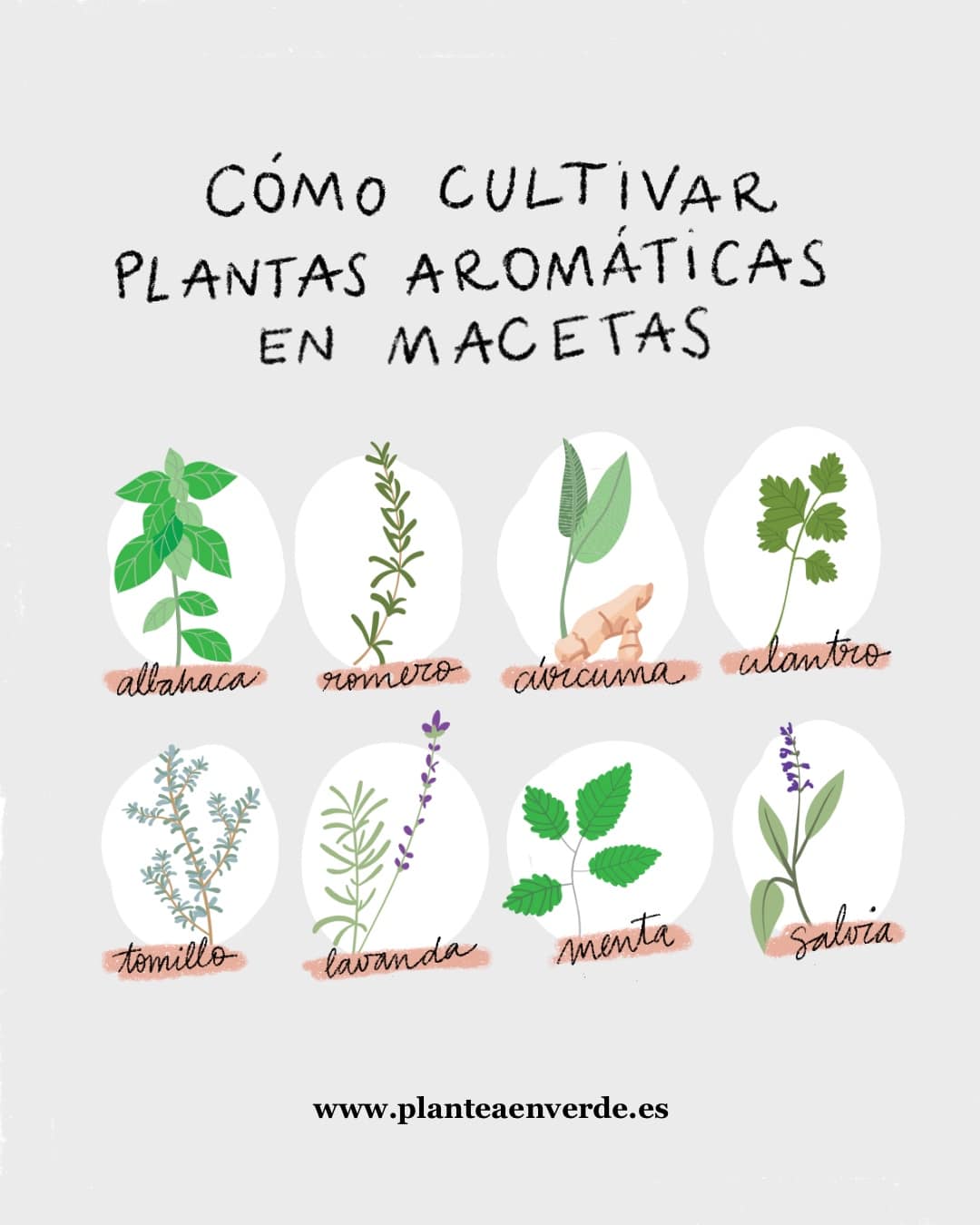 21 Hierbas Imprescindibles para tu Jardín Comestible Perenne