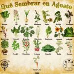 21 Hierbas y Verduras para Cultivar en Agosto