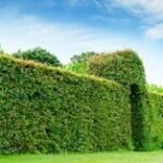 21 Ideas para Crear Cercas Vivas en tu Jardín