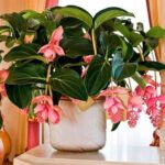 21 Magníficas Flores para Jardineros de Cultivo Breve