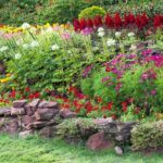 21 Magníficas Perenne Breves para el Borde Delantero del Jardín