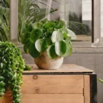 21 Magníficas Plantas de Sombra para Camas Elevadas
