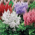 21 perennes de larga floración para un jardín colorido y fácil de mantener