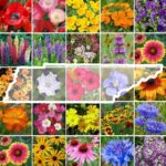 21 Perennes en Flor para Jardines de Tennessee