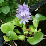 21 Plantas Acuáticas para Estanques Interiores y Exteriores