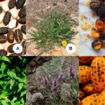21 Plantas Autóctonas Comestibles: Cultiva un Jardín de Alimentos Nativos