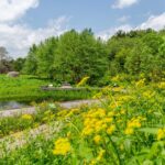 21 Plantas Autóctonas Esenciales para Jardines en Nueva York