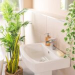 21 Plantas de Interior para Baños que Absorben Humedad