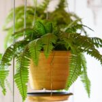 21 Plantas de Interior que Aman la Baja Humedad
