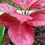 21 Plantas de Jardín con Hojas Rosadas