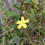 21 Plantas Originarias de los Everglades en Florida