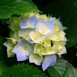 21 Plantas Perennes Fáciles para Jardineros Principiantes