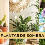 21 Plantas Perennes para Jardines Sombríos en Zona 6