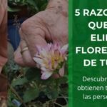 21 Plantas Que No Requieren Eliminación de Flores Marchitas