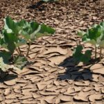 21 Plantas que Prosperan en Suelos Pobres