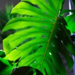21 Plantas Tropicales que Prosperan en la Sombra