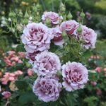 21 Rosas de Color Neutro para Cultivar Esta Temporada