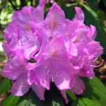 21 Sorprendentes Variedades de Rododendros Para Tu Jardín