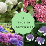 21 Variantes de Hortensias que Prosperan a Pleno Sol