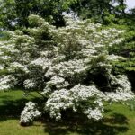 21 Variedades de Árboles Dogwood para tu Jardín