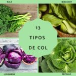 21 variedades de col: tipos diversos de cultivares