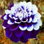 21 Variedades de Dalias Púrpuras para Cultivar Esta Temporada