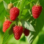 21 Variedades de Frambuesa Ideales para Jardines Hogareños