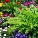 21 variedades de helechos ideales para jardines interiores