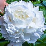 21 Variedades de Peonía Blanca para Tu Jardín de Flores