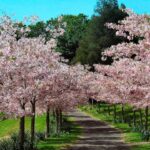 21 Variedades de Robles para tu Jardín Ideal
