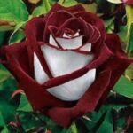 21 Variedades de Rosas Híbridas de Té para Jardineros Caseros