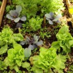 21 Vegetales de Rápido Crecimiento para Jardineros Impacientes