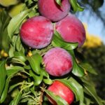 22 variedades de ciruelos perfectas para tu jardín