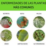 23 Enfermedades del Jardín y Cómo Combatirlas Eficazmente