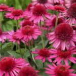 23 Exquisitas Variedades de Echinacea para Admirar