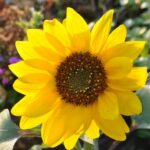 23 Flores Fáciles para Plantar Aún Este Año