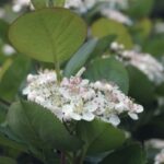 23 Plantas Autóctonas Ideales para Suelos Arcillosos