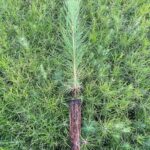 23 Plantas Ideales para Cultivar bajo Pinos