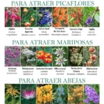 23 Plantas Nativas Ordenadas y Fáciles de Cuidar