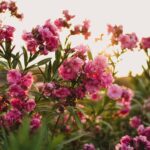 23 Plantas Perennes Económicas Para Tu Jardín