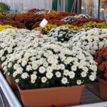 23 Variedades de Crisantemo Antiguas para el Jardín Otoñal