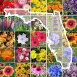 24 Flores para Sembrar al Comienzo de la Temporada