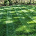 25 Opciones de Césped Tolerante a la Sombra para Plantar en Otoño