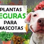 25 Plantas de Interior Seguras para Mascotas