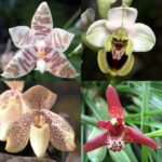 25 tipos de orquídeas que prosperan como plantas de interior