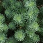 25 Variedades de Coníferas para Jardines Residenciales