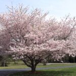 27 Árboles Impresionantes que Florecen en Primavera