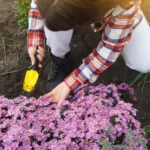 27 Espléndidas Flores Silvestres Nativas para Jardines Californianos