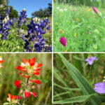 27 Hermosas Flores Silvestres Que Embellecen Texas